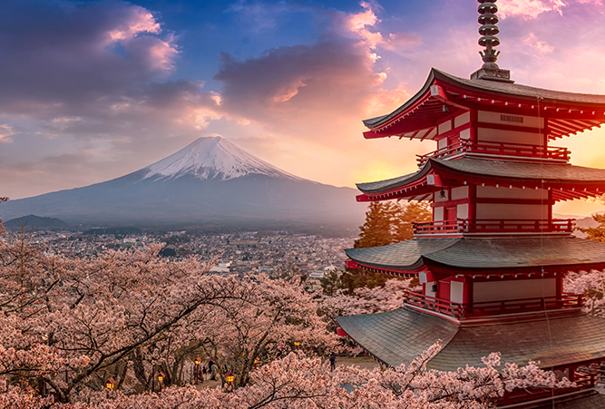 Mount Fuji in der Kirschblüte