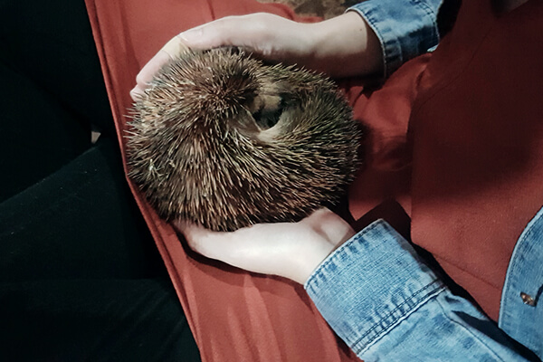 Igel im Hauptzelt in der Wüste Wadi Rum