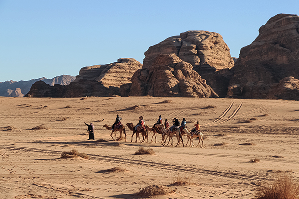 Kamele in der Wüste Wadi Rum