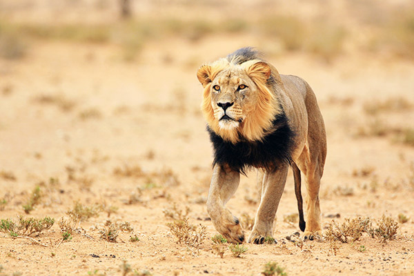 Löwe in der Kalahari