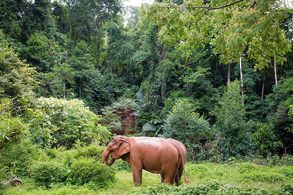 Elefant im Dschungel in Kambodscha