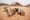 Kamele Wadi Rum Wüste, Jordanien