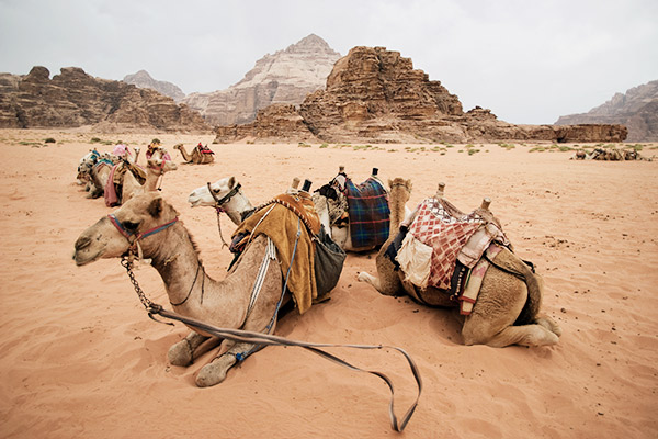 Kamele Wadi Rum Wüste, Jordanien