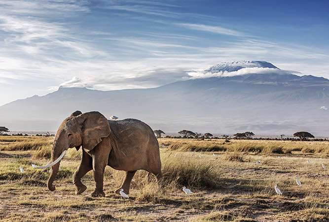 Elefant im Amboseli Nationalpark in Kenia