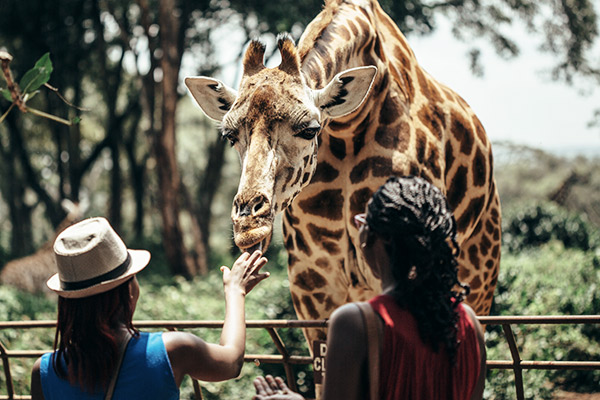 Giraffe im Nationalpark bei Nairobi