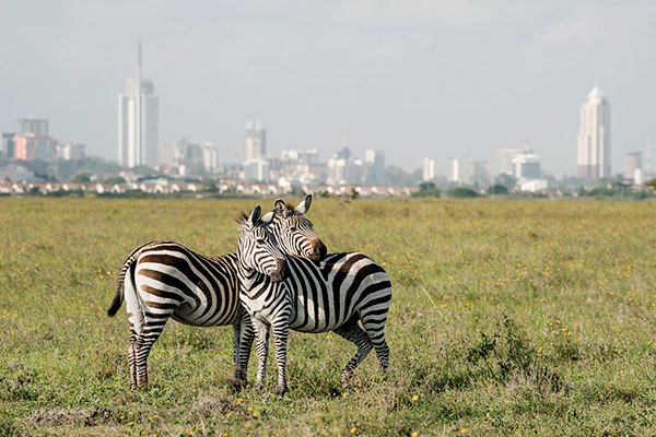 Zebras im Nationalpark mit der Skyline auf Nairobi im Hintergrund