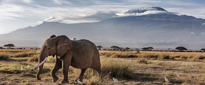 Elefant im kenianischen Amboseli Nationalpark