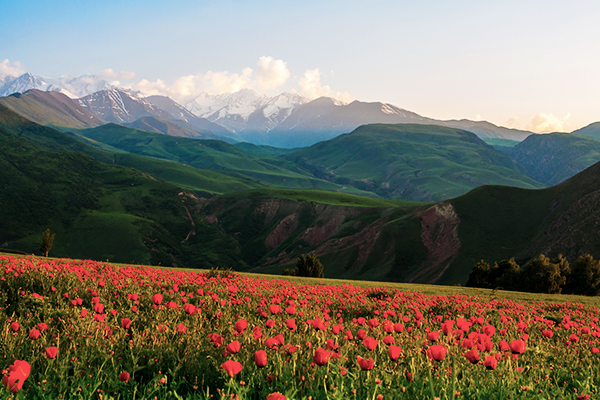 Ein Feld Mohnblumen in den Bergen Kirgistans