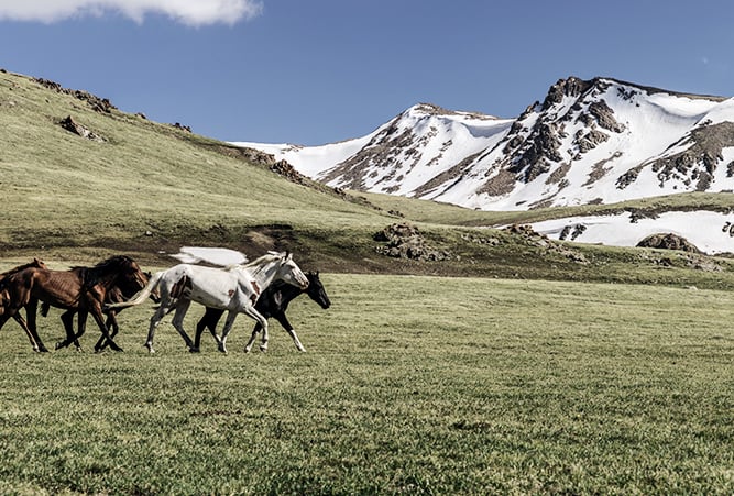 Wildpferde in den Bergen beim Songkul See