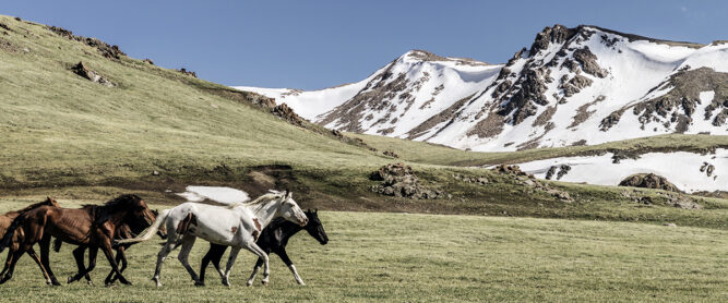 Wildpferde in den Bergen beim Songkul See