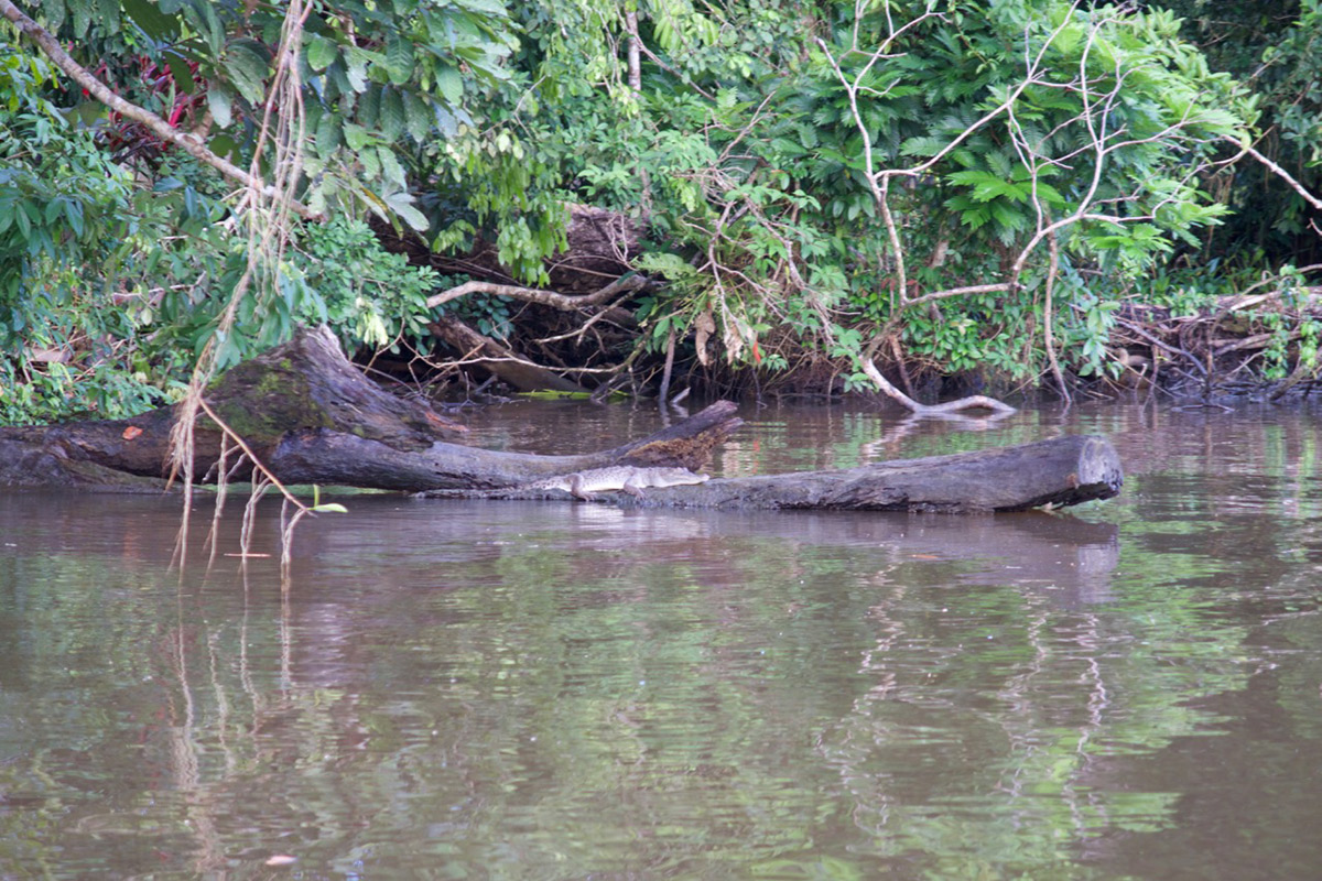 Junges Krokodil auf einem Baumstamm am Rande des Flusses