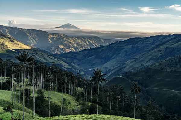 Waxpalmen in den Montanwäldern der Anden