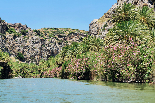 Palmendschungel auf Kreta