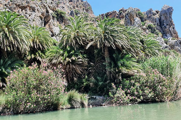 Palmendschungel auf Kreta