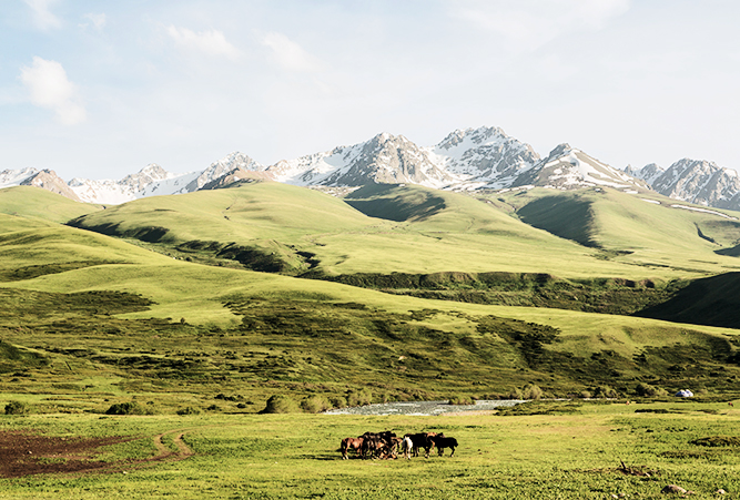 Pferde in den Bergen von Kirgistan