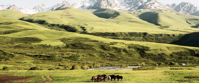 Pferde in den Bergen von Kirgistan