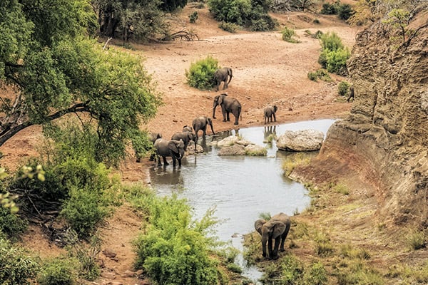 Elefanten im Kruger Nationalpark, Suedafrika