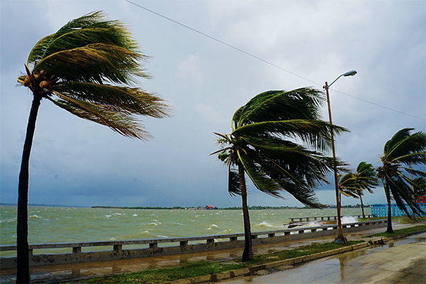 Palmen bei einem Hurricane in Kuba