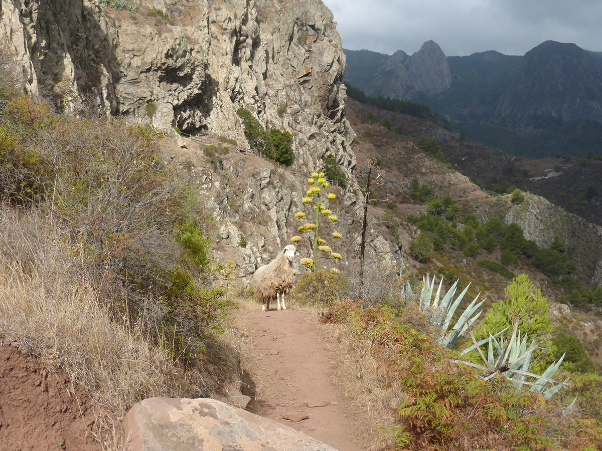 Auf dem Weg vom Mirador Degolla de Peraza nach San Sebastian