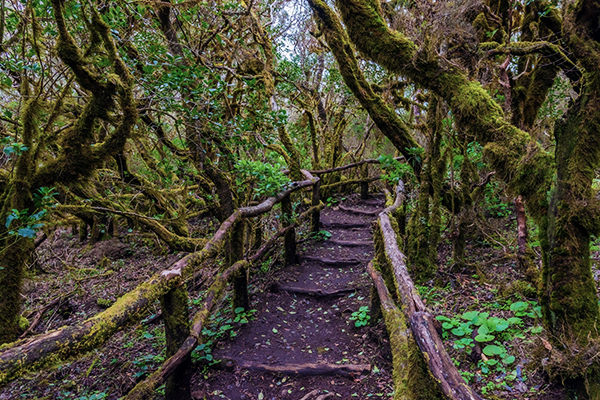 Ein Wanderweg im Nebelwald des Garajonay Nationalpark