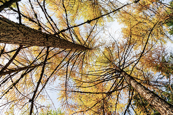 Gelbe Lärchen im Herbst, Schweizerischer Nationalpark