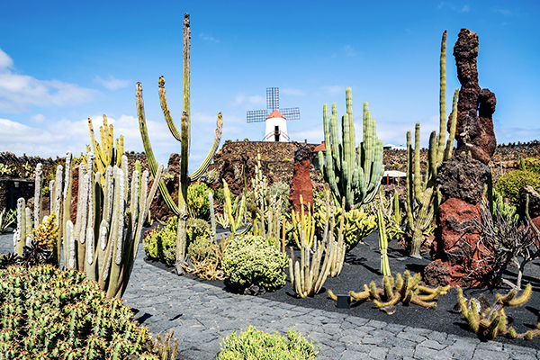 Kakteen im Kaktusgarten mit Blick auf die Mühle