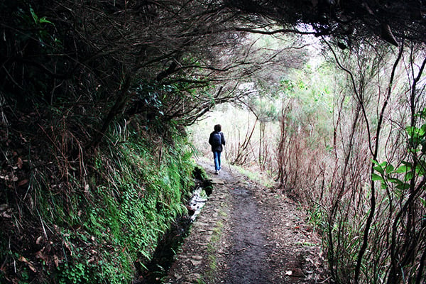 Levada in Laurissilva, Madeira