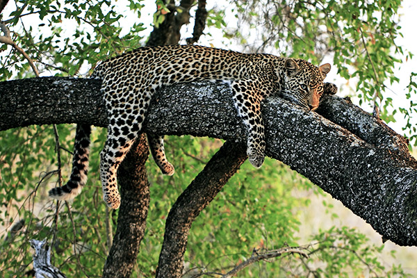 Leopard im Krüger Nationalpark, Südafrika