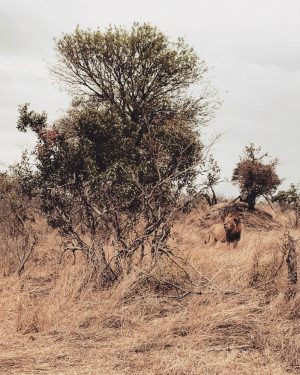 Löwe neben Gebüsch, Südafrika