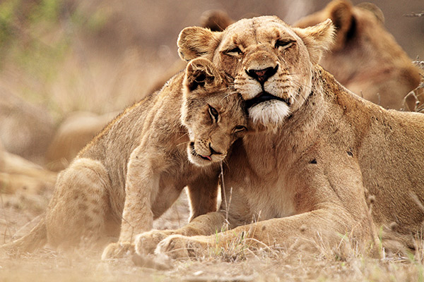 Löwin mit ihrem jungen im Krüger Nationalpark, Südafrika