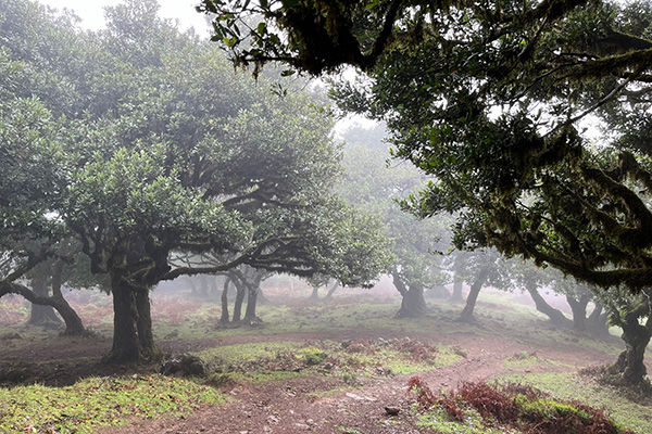 Lorbeerwald in Madeira