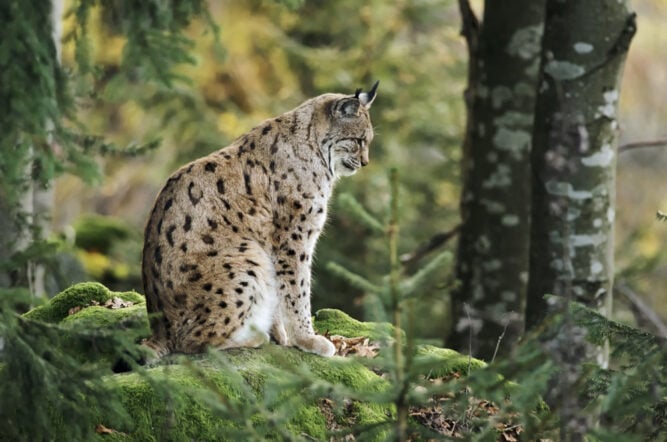 Sitzender Luchs im Schwarzwald, Deutschland