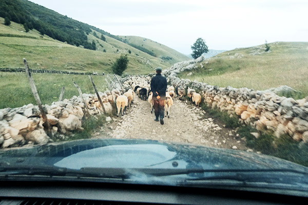 Schafherde, Lukomir Bosnien