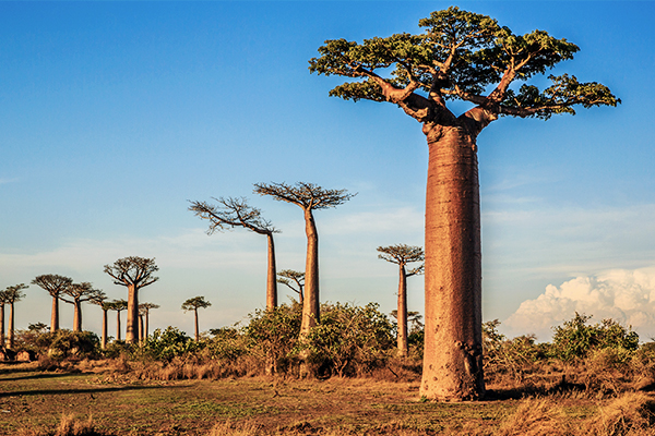 Die Baobabs Allee auf Madagaskar