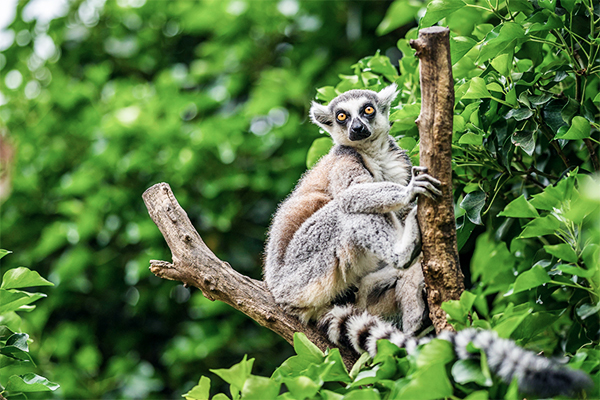 Ein Lemur Catta im Wald