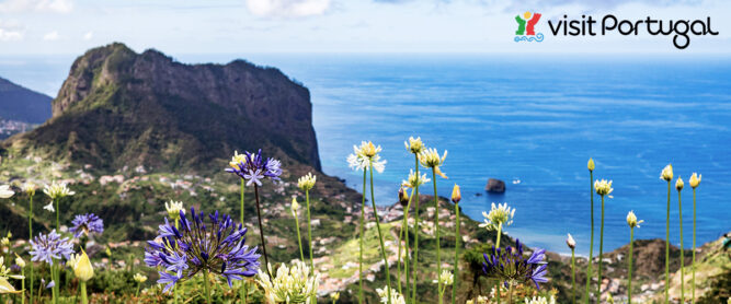 Blumen im Norden von Madeira