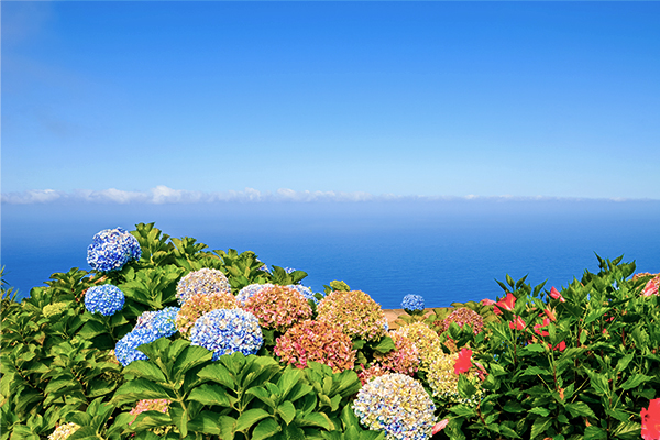 Bunte Hydrangea Blumen vor dem Atlantik