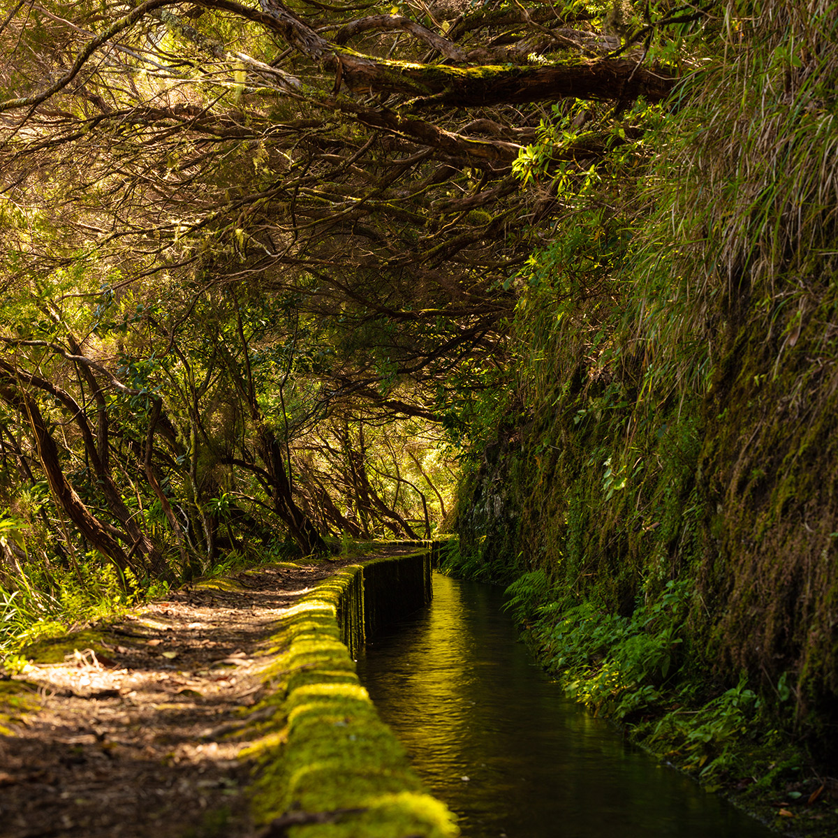 Levada auf Madeira