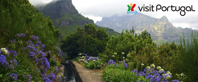 Blumen an einer Levada auf Madeira