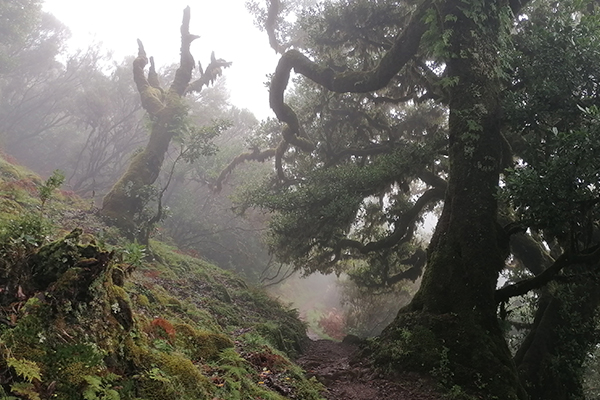 Der Märchenhafte Lorbeerwald bei Fanal