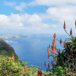 Blumen und Küste auf Madeira