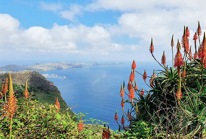 Blumen und Küste auf Madeira