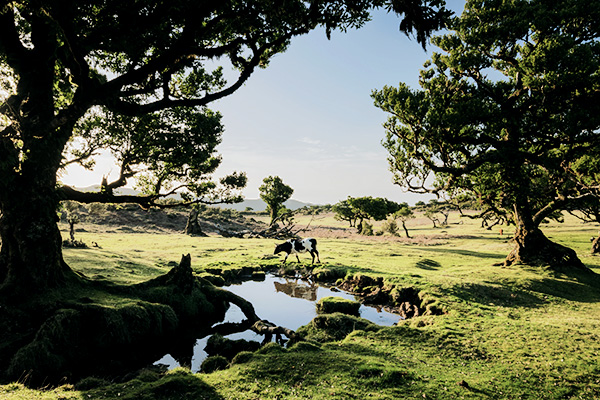 Ende des Wanderweges Vereda do Fanal, Madeira