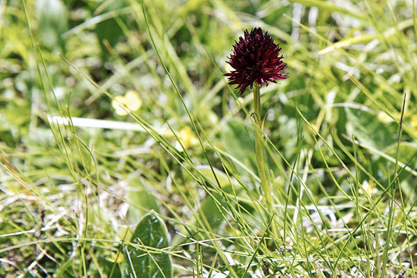 Männertreu im Schweizerischen Nationalpark