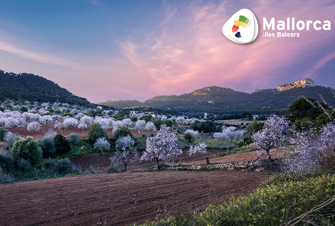 Mandelblüte auf Mallorca im Winter