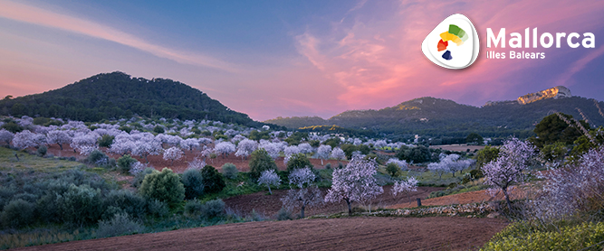 Mandelblüte auf Mallorca im Winter