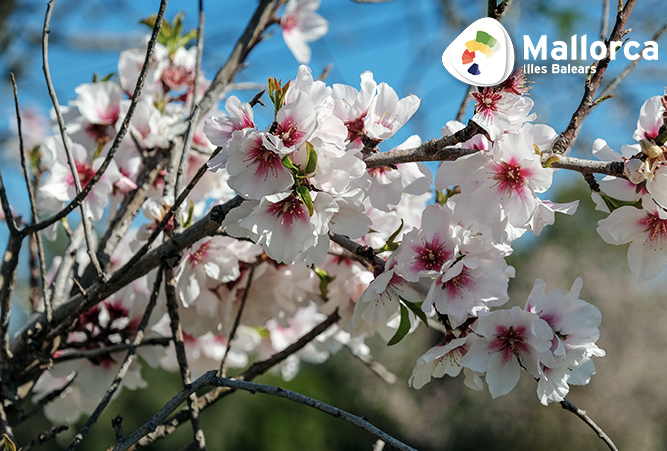 Mandelblüte in Mallorca