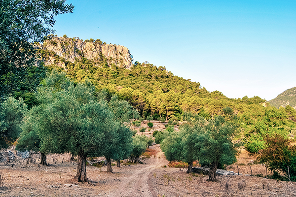 Olivenbäume auf Mallorca