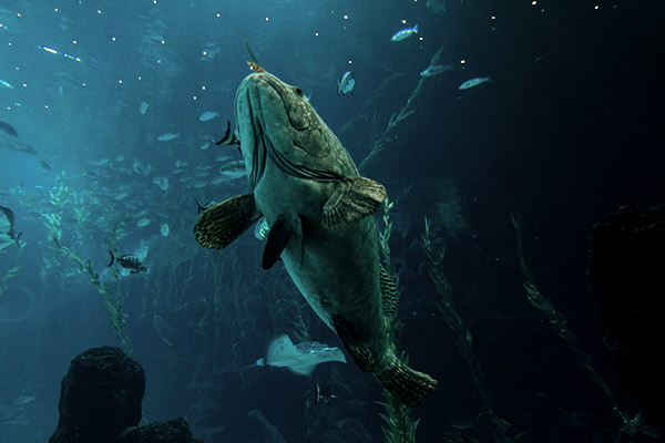 Zackenbarsch im Aquarium von Palma