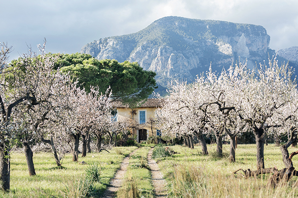 Mandelblüte auf Mallorca im Winter